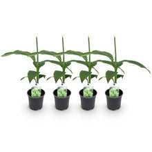 Buitenplant 4x Musa Basjoo - Winterhard - Pot Ø 12cm Hoogte ↕ 30cm