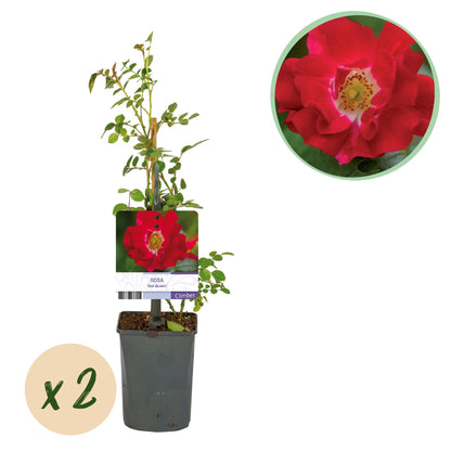 Buitenplant 2x Rosa Red Queen - Bloeiende klimroos - Pot Ø 11cm Hoogte ↕ 40cm