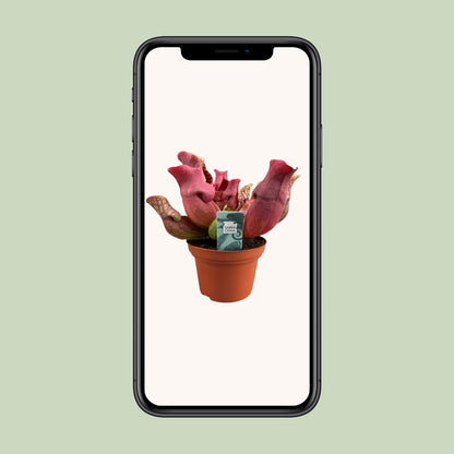 Buitenplant - Sarracenia Maroon - Pot Ø 12cm Hoogte ↕ 23cm