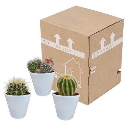 Kamerplant 3x Bolcactus mix - Pot Ø 8,5cm