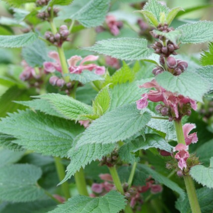 Buitenplant 6x Lamium - Dovenetel Pluggen - Bodembedekker