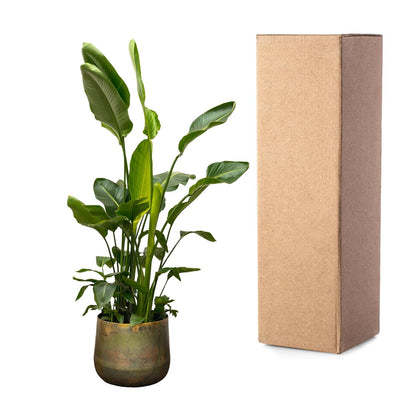 Kamerplant - Strelitzia Nicolai - Hoogte ↕ 35-250cm
