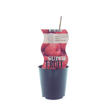 Buitenplant - Rubus Malling Promise (Framboos) - Fruitdragend - Pot Ø 12cm Hoogte ↕ 30cm