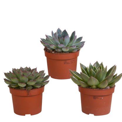 Kamerplant 3x Echeveria Mix - Pot Ø 10.5cm