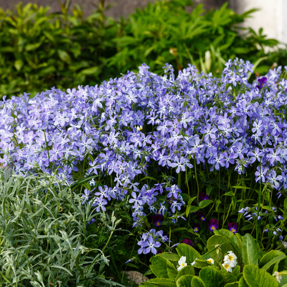 60x Phlox (S) 'Emerald Cushion Blue'- ↕10-25cm - Ø9cm