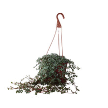 Kamerplant - Pilea Glaucophylla - Pot Ø 16cm Hoogte ↕ 25cm