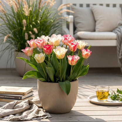 Bloembollen 12x Tulp Hemisphere mix - Diverse Kleuren - Bolmaat 11/12
