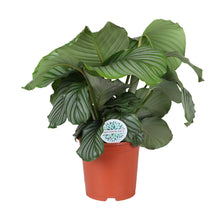 Kamerplant - Calathea Orbifolia - Pot Ø 21cm Hoogte ↕ 65cm