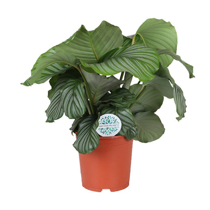 Kamerplant - Calathea Orbifolia - Pot Ø 21cm Hoogte ↕ 65cm