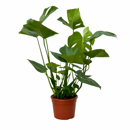 Kamerplant - Monstera - Luchtzuiverend - Hoogte ↕ 70cm