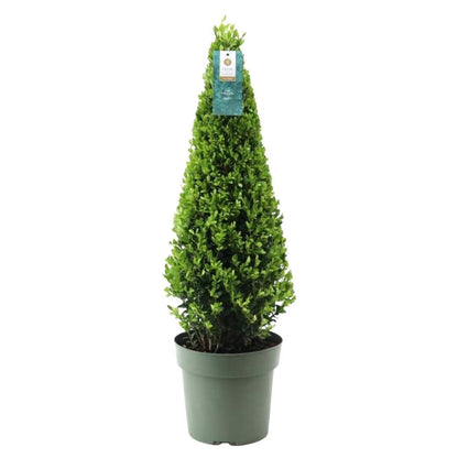 Buitenplant - Ilex Piramide - Pot Ø 21cm Hoogte ↕ 55cm