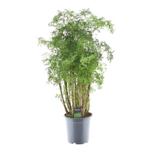 Kamerplant - Polyscias Hawaiiana Ming - Pot Ø 24cm Hoogte ↕ 90cm