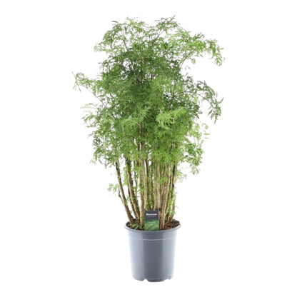 Kamerplant - Polyscias Hawaiiana Ming - Pot Ø 24cm Hoogte ↕ 90cm