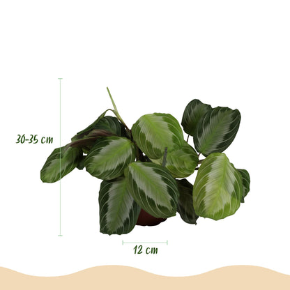 Kamerplant - Maranta Fascinator Silverband - Pot Ø 12cm Hoogte ↕ 25cm