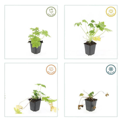 Buitenplant 24x Geranium macr. 'Spessart' - Bloeiend - Pot Ø 9cm Hoogte ↕ 10-25cm