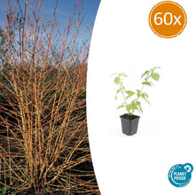 Buitenplant 60x Cornus sang. 'Anny's Winter Orange' - Pot Ø 9cm Hoogte ↕ 10-25cm