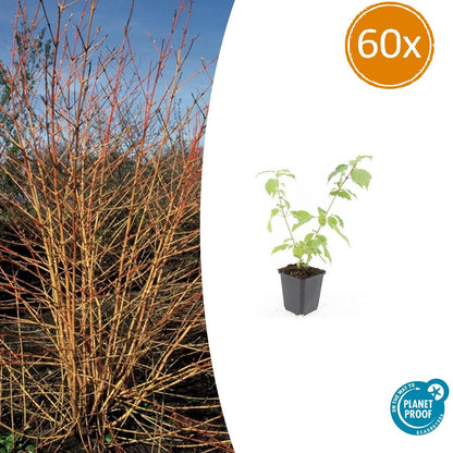 Buitenplant 60x Cornus sang. 'Anny's Winter Orange' - Pot Ø 9cm Hoogte ↕ 10-25cm
