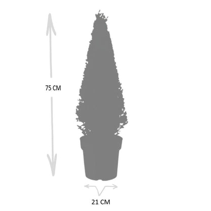 Buitenplant - Ilex Piramide - Pot Ø 21cm Hoogte ↕ 55cm