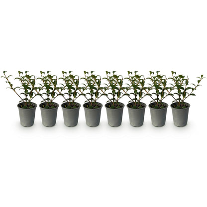 Buitenplant 8x Osmanthus burkwoodii - Groenblijvend - Pot Ø 9cm Hoogte ↕ 25-30cm