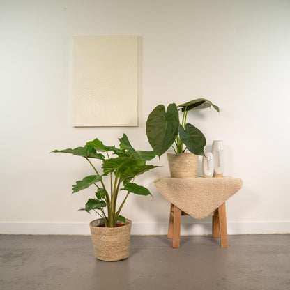 Kamerplant - Alocasia Wentii + Alocasia Portodora - Met mand - Pot Ø 19cm
