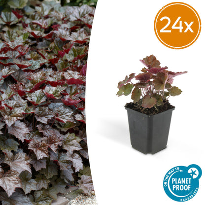 Buitenplant 24x Heuchera mic. 'Palace Purple' - Pot Ø 9cm Hoogte ↕ 10-25cm