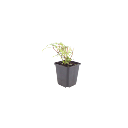Buitenplant 24x Centranthus ruber 'Coccineus' - Bloeiend - Pot Ø 9cm Hoogte ↕ 10-25cm
