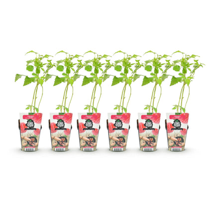 Buitenplant 6x Framboos Rubus idaeus Heritage - Winterhard - Pot Ø 9cm