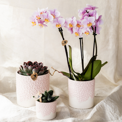 Sierpot Bloom Pink - Ø6cm