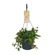 Kamerplant - Hoya Gracilix - Hangplant - Pot Ø 19cm Hoogte ↕ 20cm