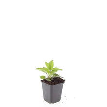 Buitenplant 24x Rudbeckia fulgida 'Goldsturm' - Bloeiend - Pot Ø 9cm Hoogte ↕ 10-25cm