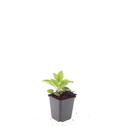 Buitenplant 24x Rudbeckia fulgida 'Goldsturm' - Bloeiend - Pot Ø 9cm Hoogte ↕ 10-25cm