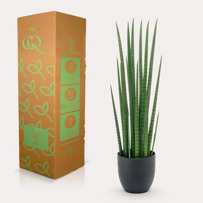 Kunstplant - Sansevieria Cylindrica - Vrouwentong - Hoogte ↕ 70cm