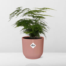 Kamerplant - Asparagus Setaceus 'Plumosus' - Pot Ø 14cm Hoogte ↕ 30-45cm