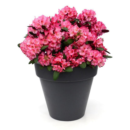 Buitenplant - Rhododendron 'Wine & Roses' - Bloeiend - Pot Ø 13cm Hoogte ↕ 20cm