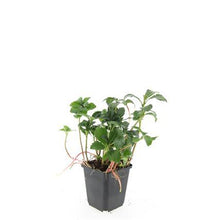 Buitenplant 48x Pachysandra terminalis 'Green Sheen' - Bodembedekker - Pot Ø 9cm Hoogte ↕ 10-25cm