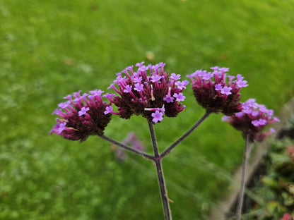 Buitenplant 60x Verbena bonariensis - Bloeiend - Pot Ø 9cm Hoogte ↕ 10-25cm
