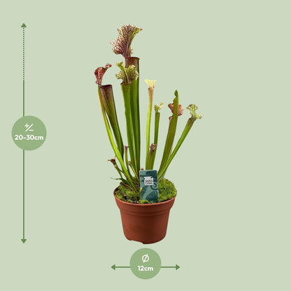 Buitenplant - Sarracenia 'Judith Hindle' - Pot Ø 12cm Hoogte ↕ 30cm