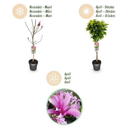 Buitenplant - Magnolia Susan op Stam - Winterhard - Pot Ø 19cm Hoogte ↕ 90cm
