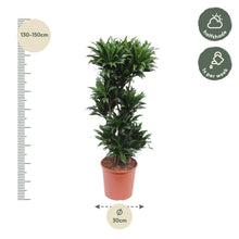 XL Kamerplant - Dracaena Compacta - Luchtzuiverend - Pot Ø 30cm Hoogte ↕ 140cm