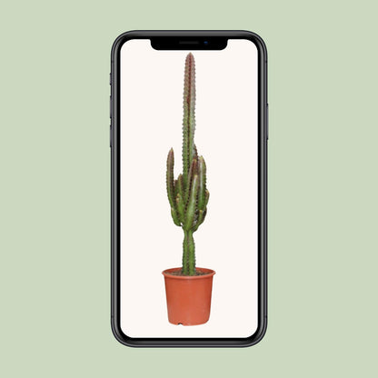 Kamerplant - Euphorbia Trigona Rubra - Pot Ø 17cm Hoogte ↕ 70cm