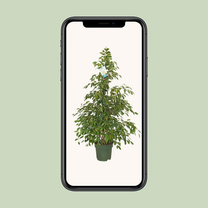 Kamerplant - Ficus Benjamina Golden King - Pot Ø 27cm Hoogte ↕ 130cm