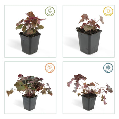 Buitenplant 60x Heuchera mic. 'Palace Purple' - Pot Ø 9cm Hoogte ↕ 10-25cm