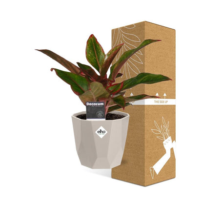 Kamerplant - Aglaonema Crete - Inclusief sierpot - Pot Ø 14cm