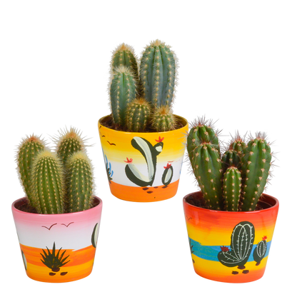 Kamerplant 3x Cereus mix - in Mexicaanse pot - Pot Ø 10,5cm