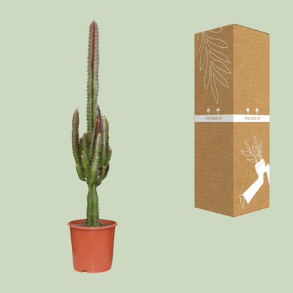 Kamerplant - Euphorbia Trigona Rubra - Pot Ø 17cm Hoogte ↕ 70cm