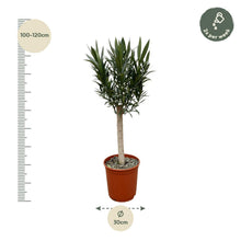 Buitenplant - Nerium Oleander op stam - Roze bloem - Pot Ø 22cm Hoogte ↕ 110cm