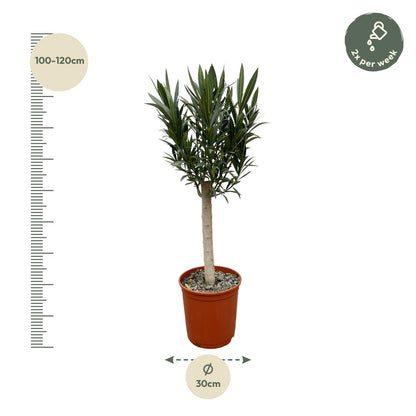 Buitenplant - Nerium Oleander op stam - Roze bloem - Pot Ø 22cm Hoogte ↕ 110cm