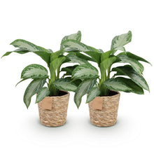Green BoutiQ - Green is... Kamerplanten - Aglaonema Silver Bay - Zilverblad - Weinig onderhoud - met mand - Groen - 2 Planten - Pot 17cm - Hoogte 70-75cm