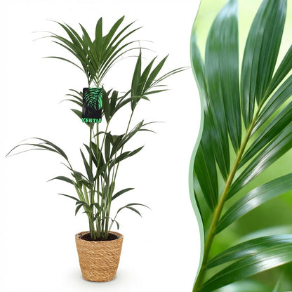 XL kamerplant - Howea Forsteriana - Kentia Palm - Pot Ø 21cm Hoogte ↕ 120-130cm