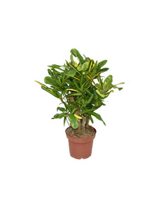 Kamerplant - Croton Mammi Yellow - Pot Ø 14cm Hoogte ↕ 50cm